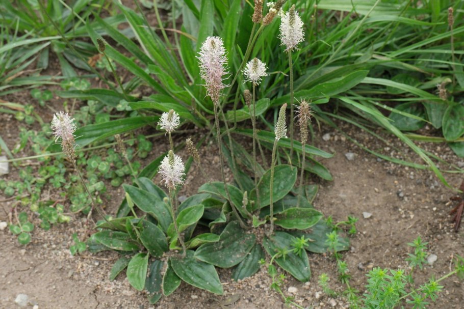 Плантаго Медиа