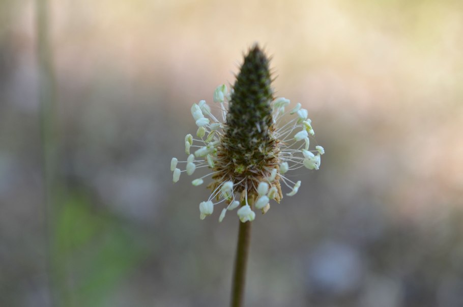 Подорожник ланцетный. (Plantago lanceolata l.)
