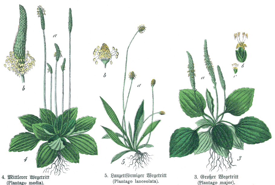 Plantago lanceolata