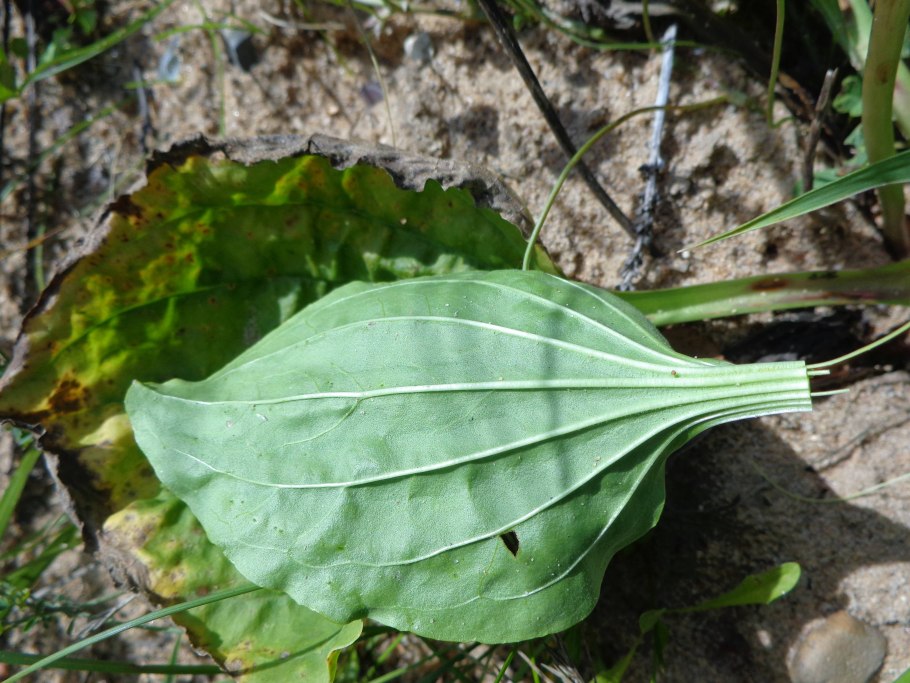 Лист подорожника