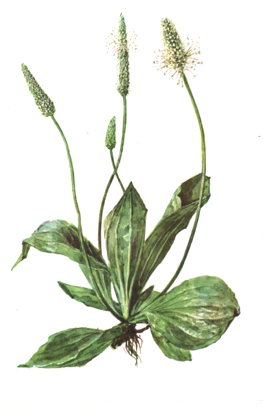 Подорожник полевой