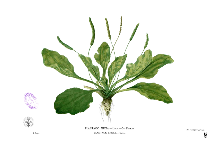 Plantago Major purpurea