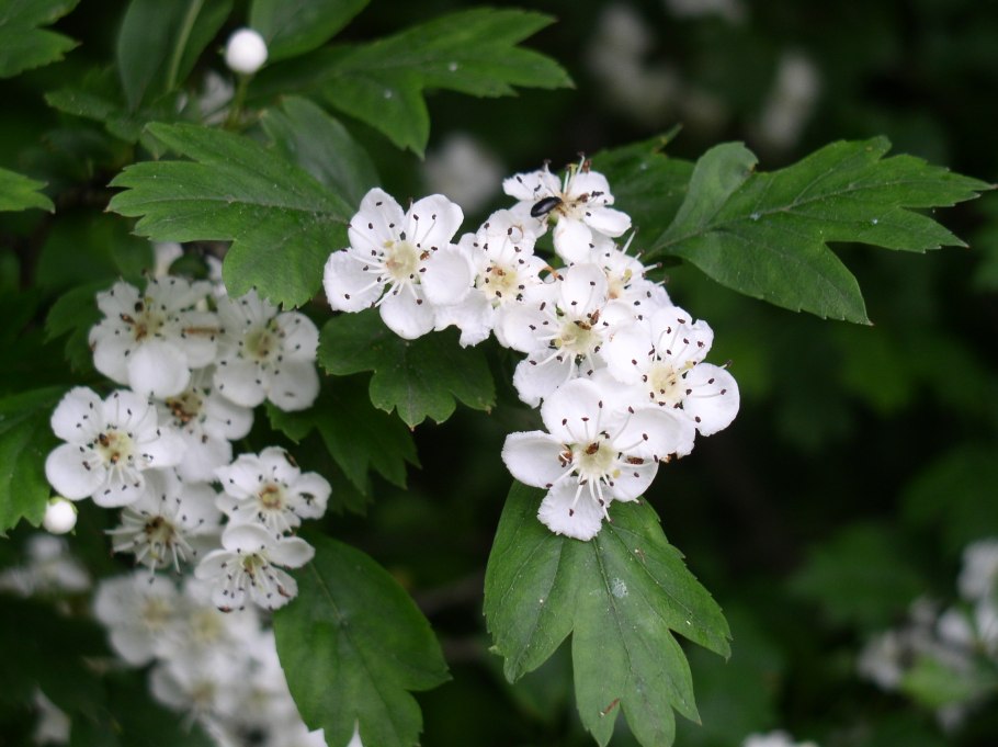 Crataegus monogyna