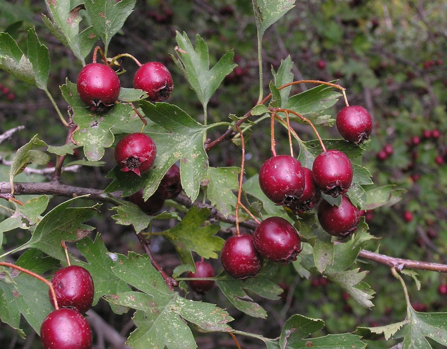 Боярышник сомнительный (Crataegus ambigua)