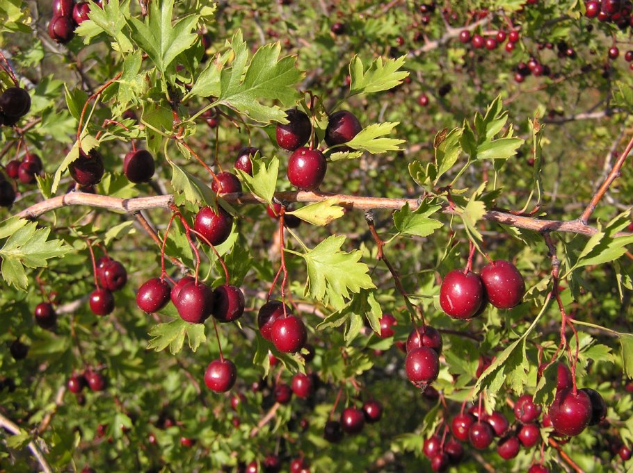 Боярышник сомнительный (Crataegus ambigua)