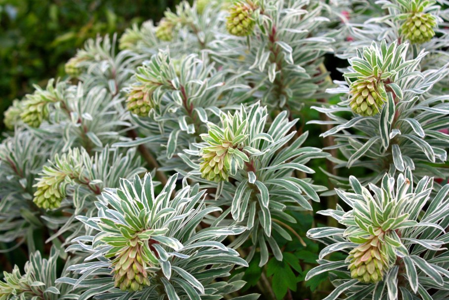 Педилантус Вариегата