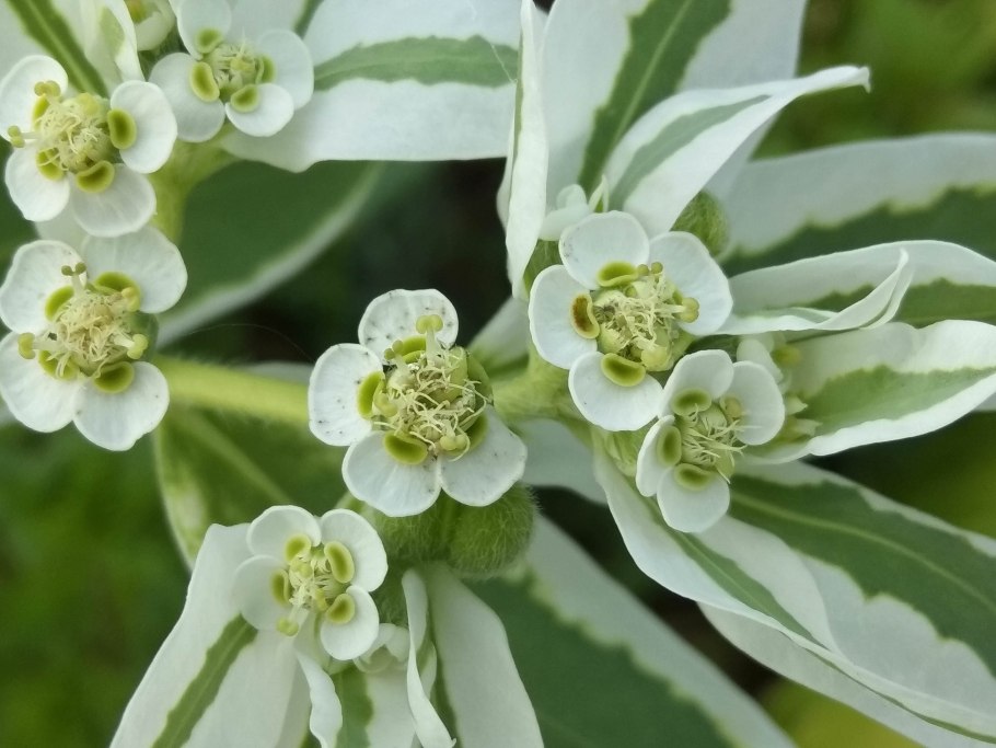 Синадениум Рубра