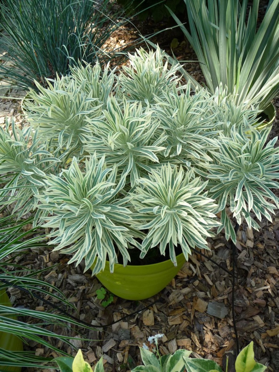 Азалия вариегатный