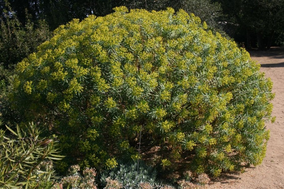 Молочай кипарисовый euphorbia cyparissias