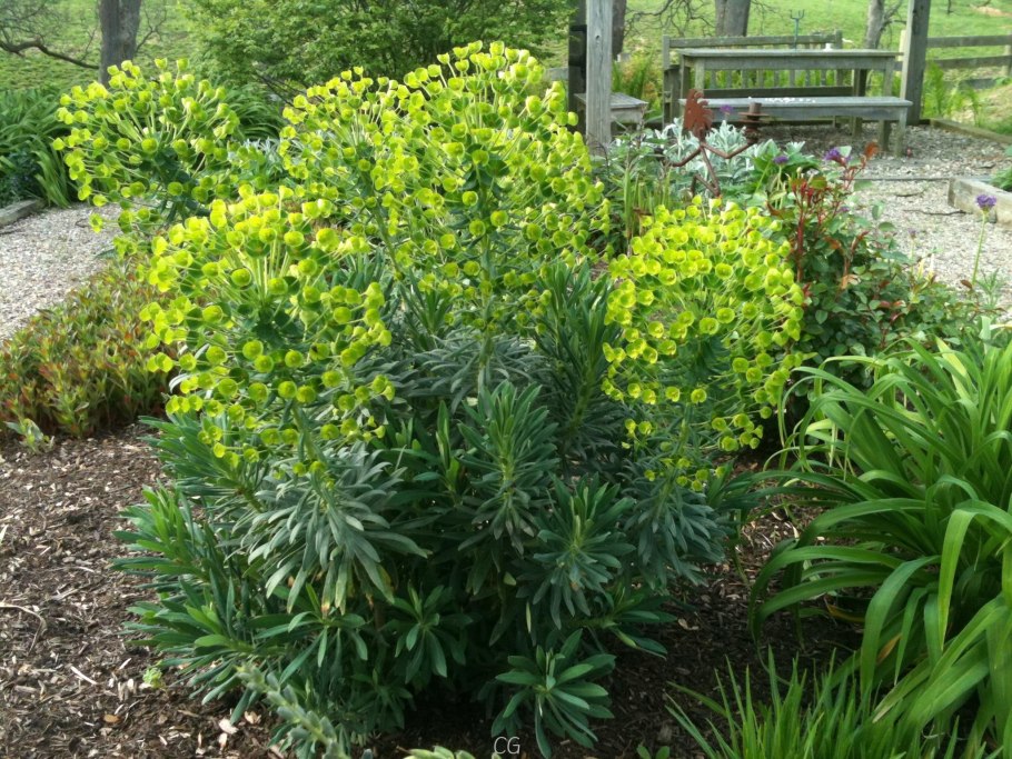 Euphorbia neriifolia