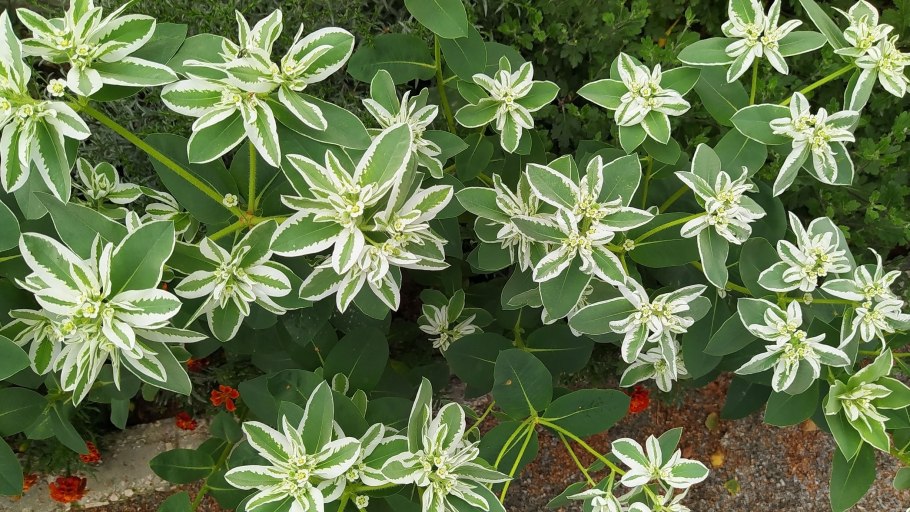 Молочай Мартина "Ascot Rainbow" (Euphorbia martinii)