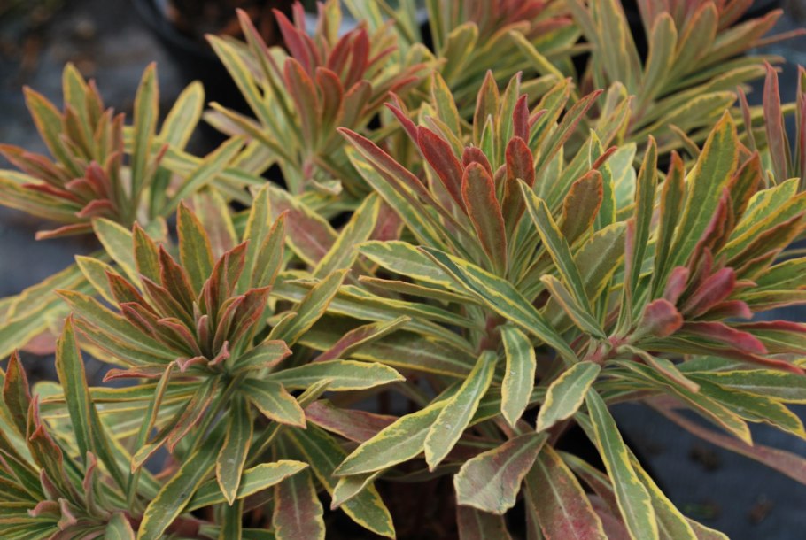 Euphorbia 'Ascot Rainbow'