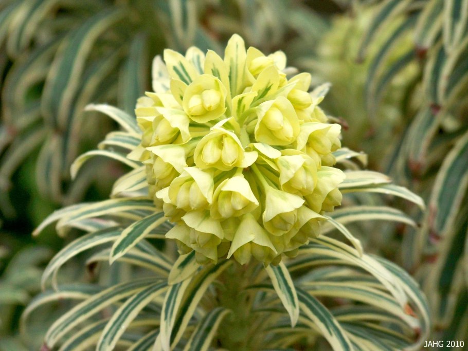 Молочай Ascot Rainbow