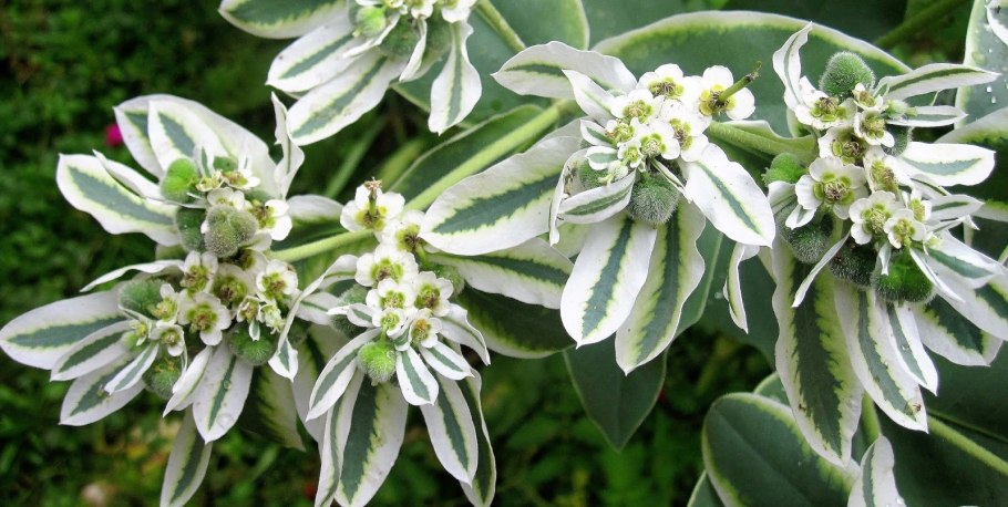 Эуфорбия цветок садовый