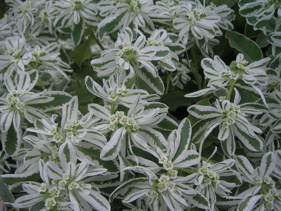 Молочай окаймленный снежная