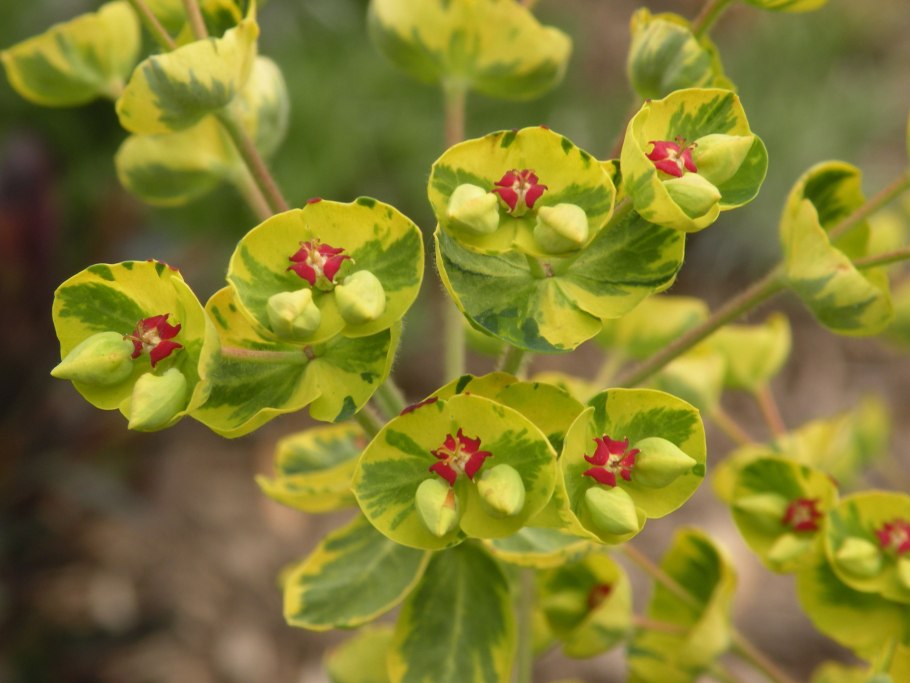 Молочай (euphorbia)