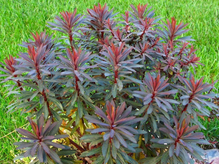 Молочай пурпуреа