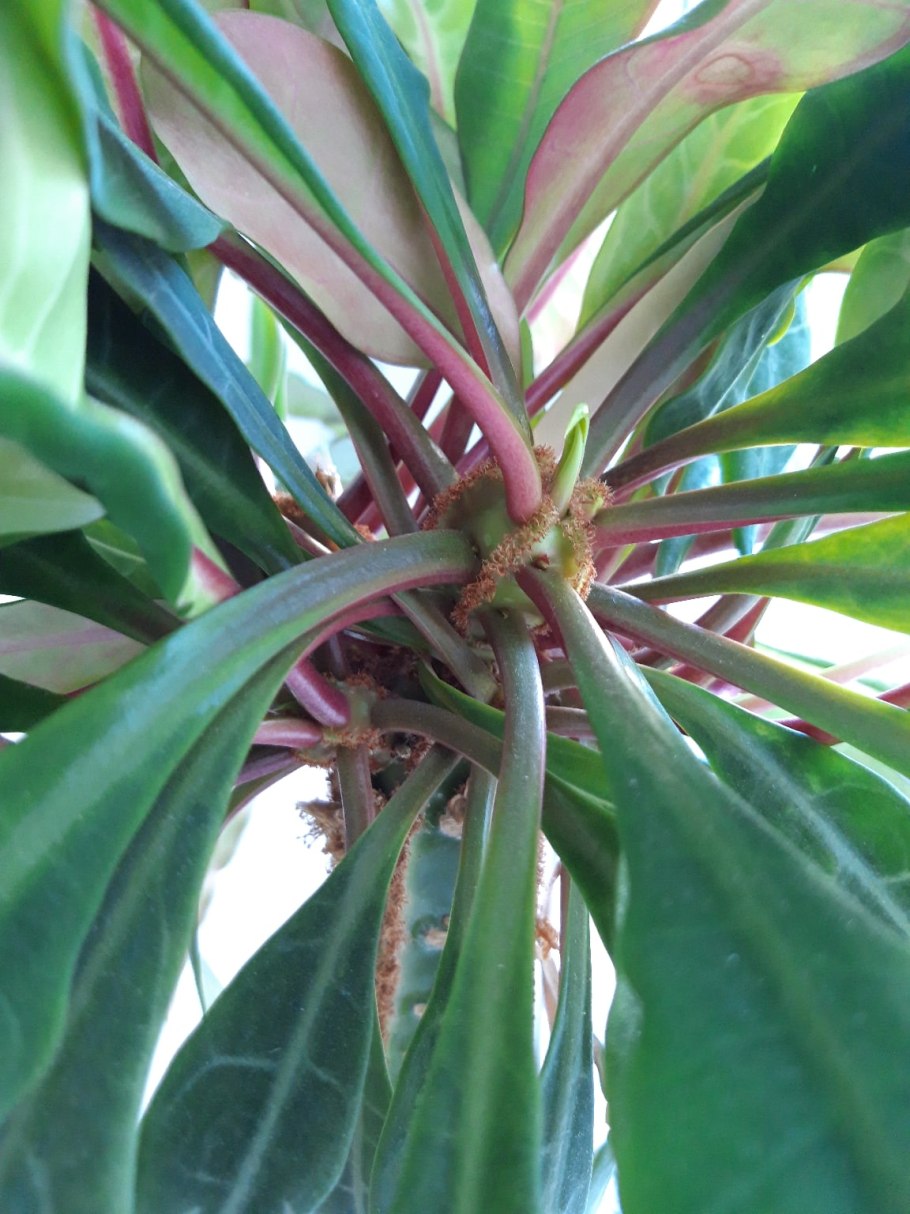 Педилантус колеус