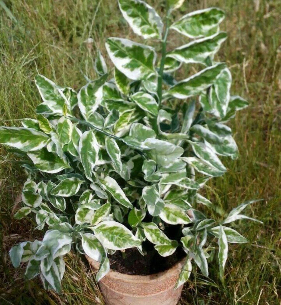 Фикус педилантус