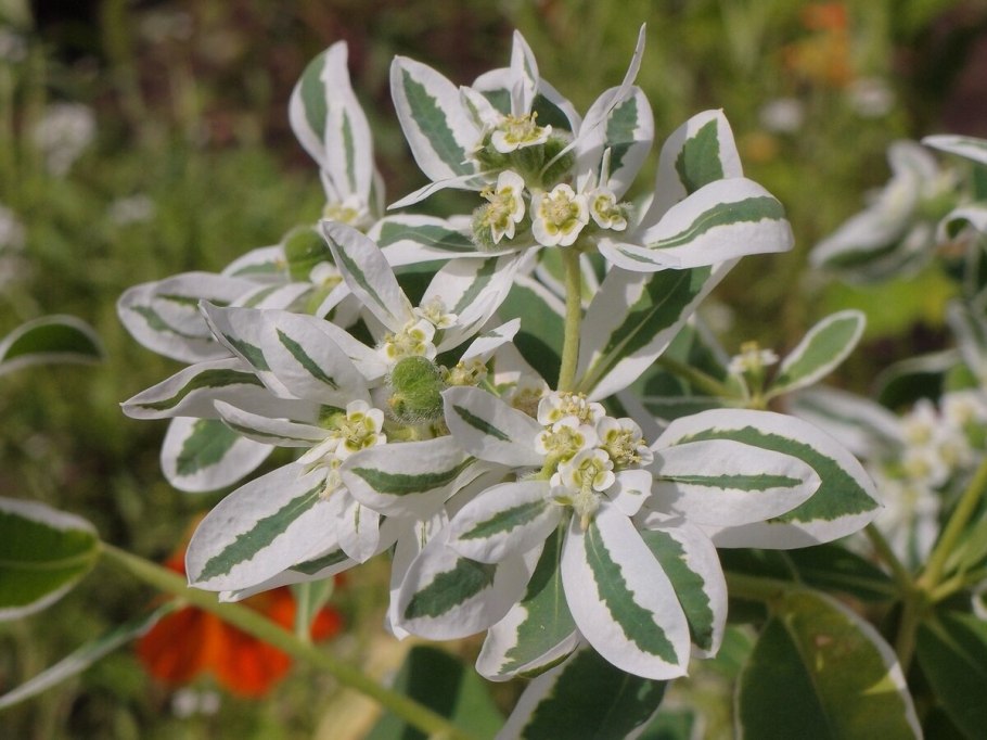 Молочай гибридный