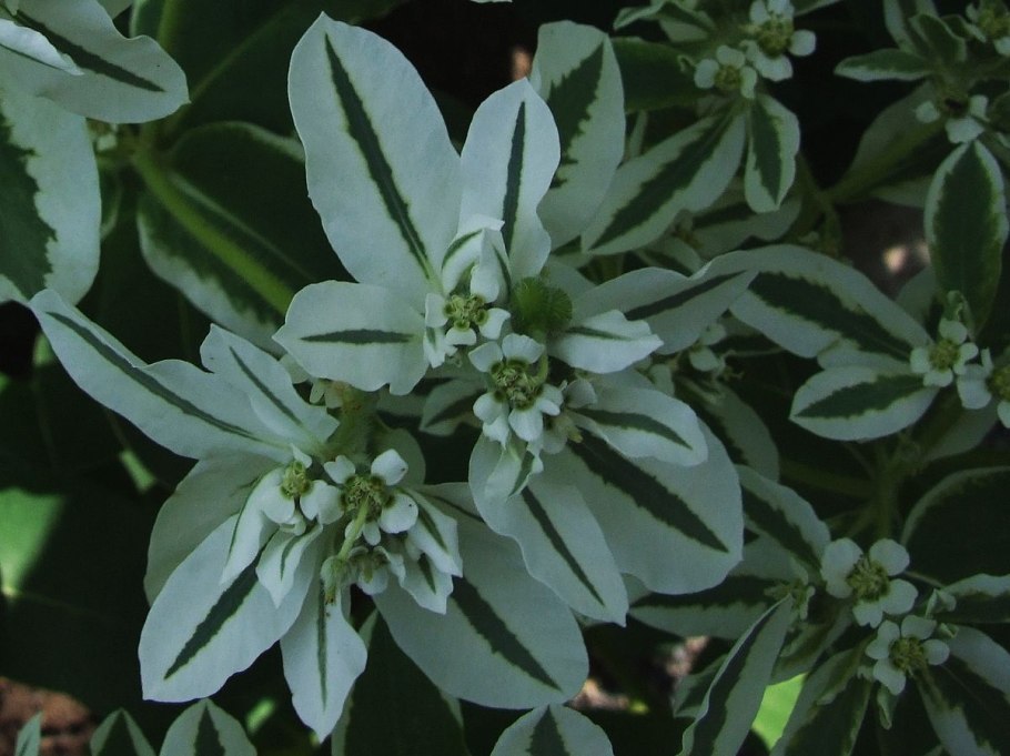 Молочай окаймленный эуфорбия