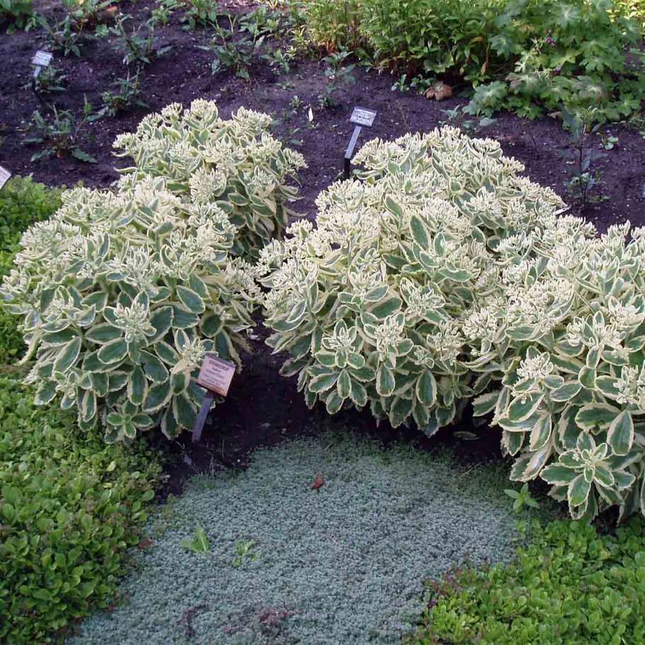 Молочай окаймленный горный снег