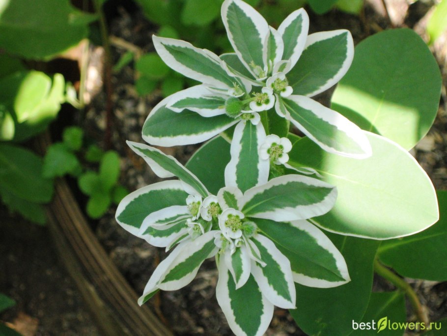 Педилантус финка цветы