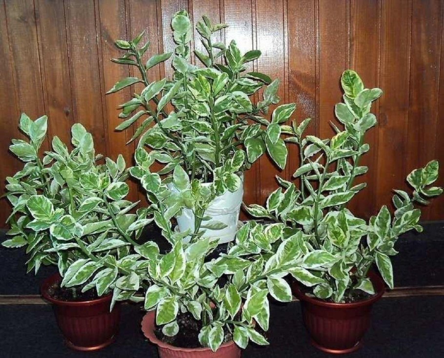 Педилантус колеус