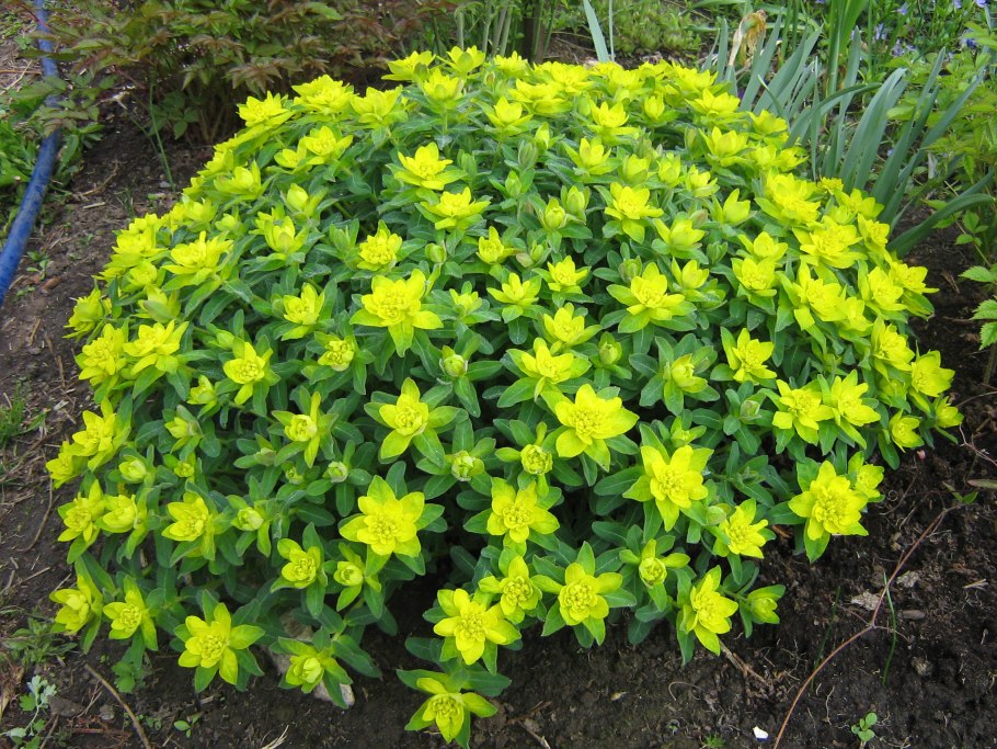 Молочай Glacier Blue