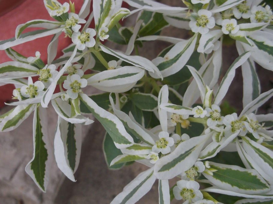 Молочай (Euphorbia) Ascot Rainbow