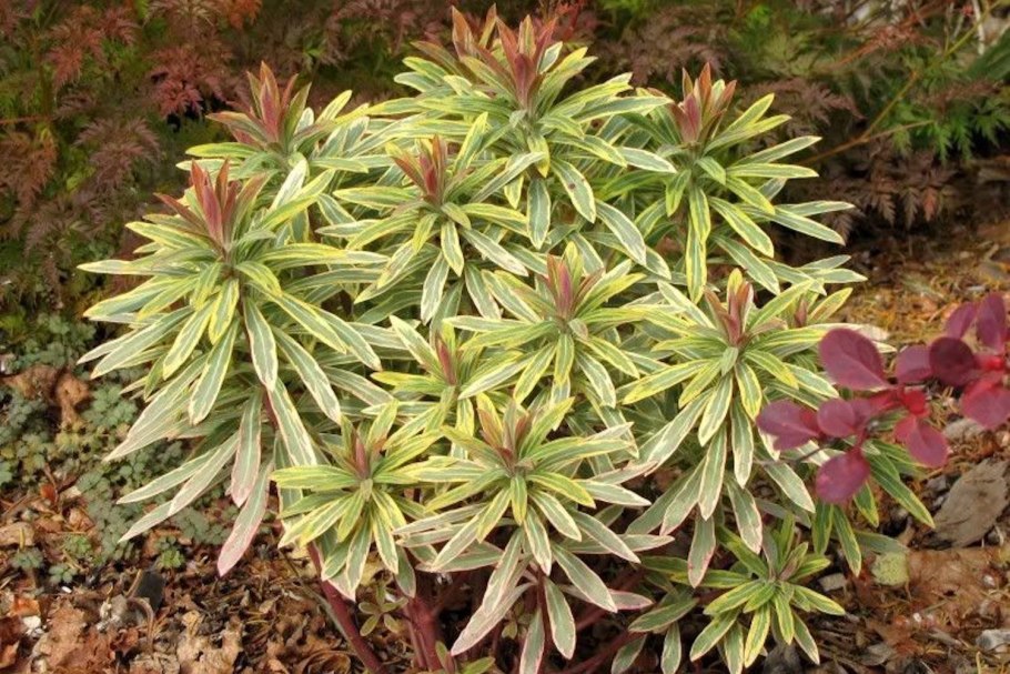 Euphorbia characias 'Ascott Moonbeam'