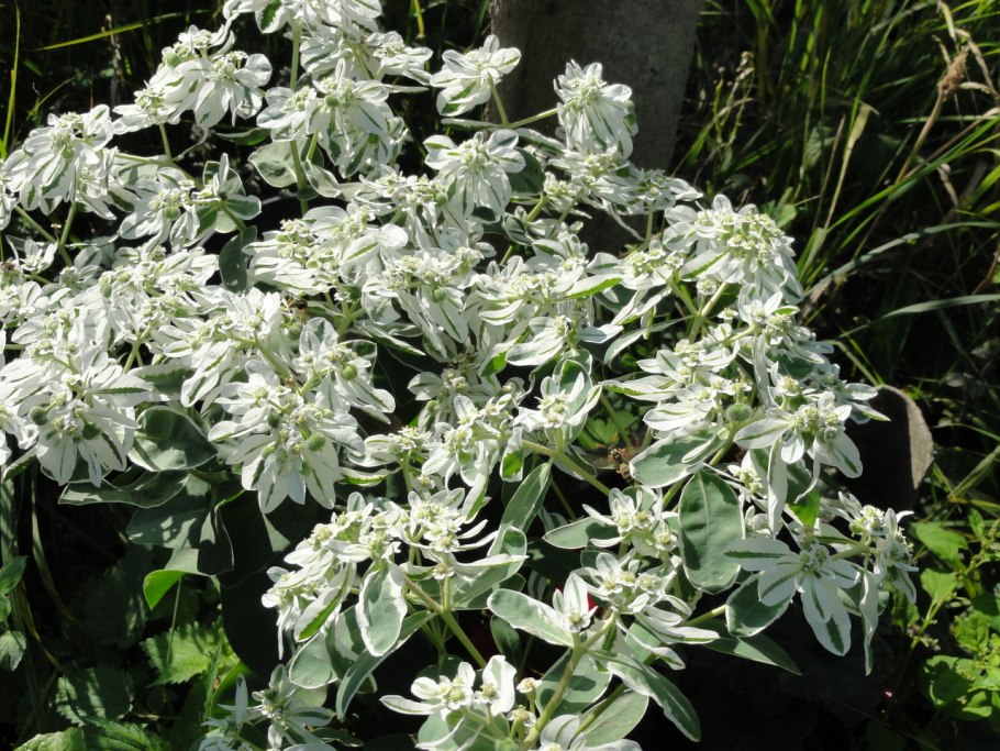 Молочай белоокаймленный