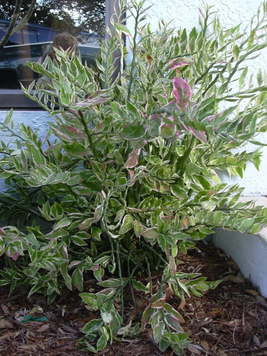 Молочай педилантус