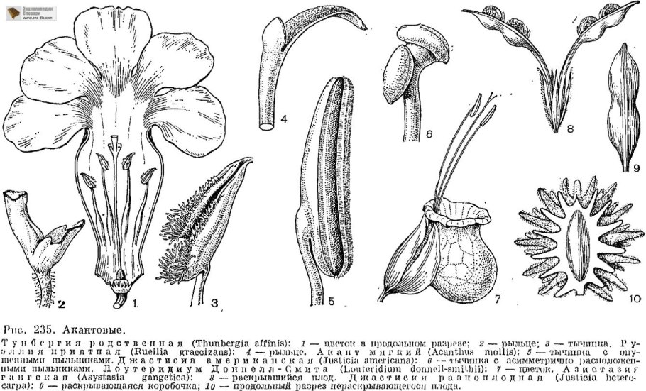 Семейство акантовых (Acanthaceae).