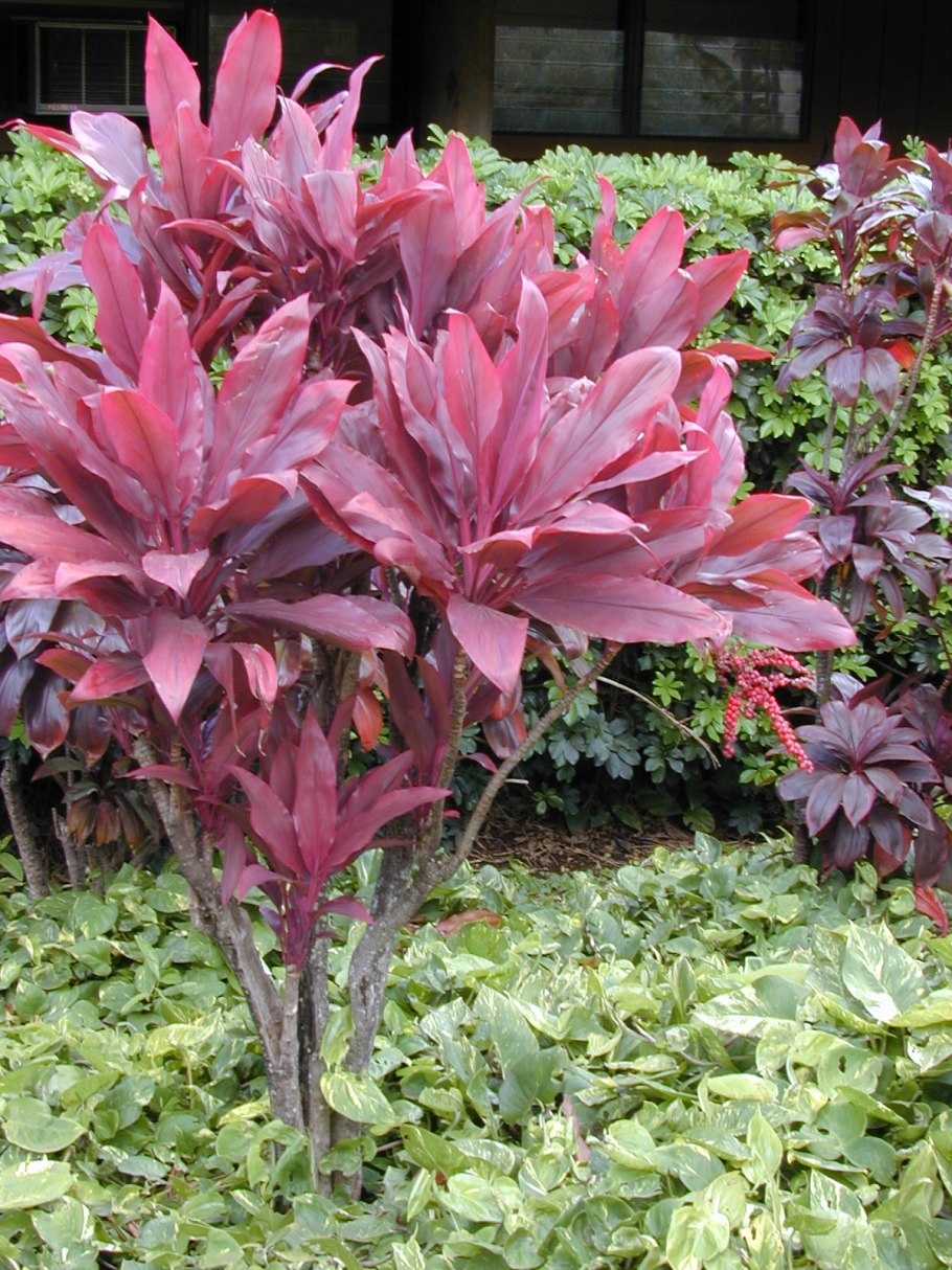 Кордилина фрутикоза сальса