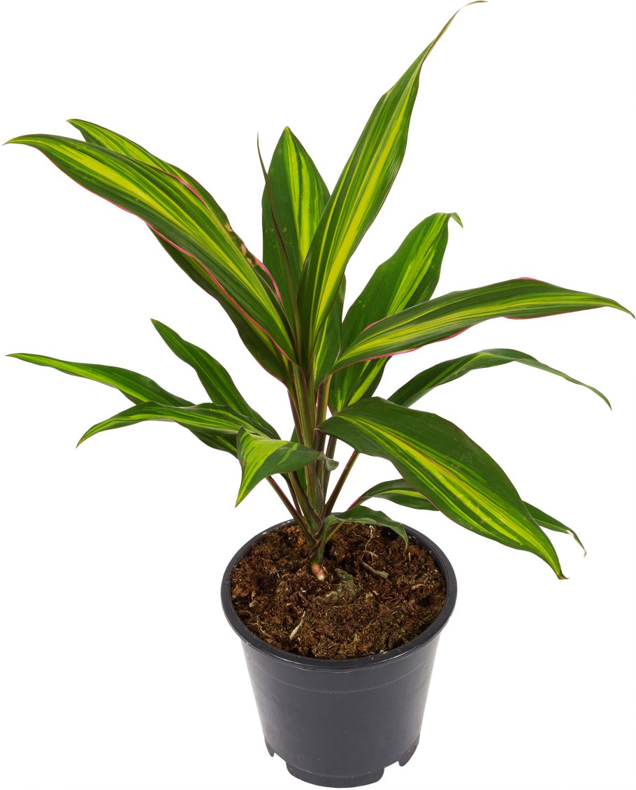 Кордилина фрутикоза киви