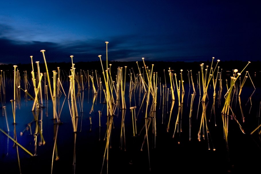 Семена фенхеля ЗТП