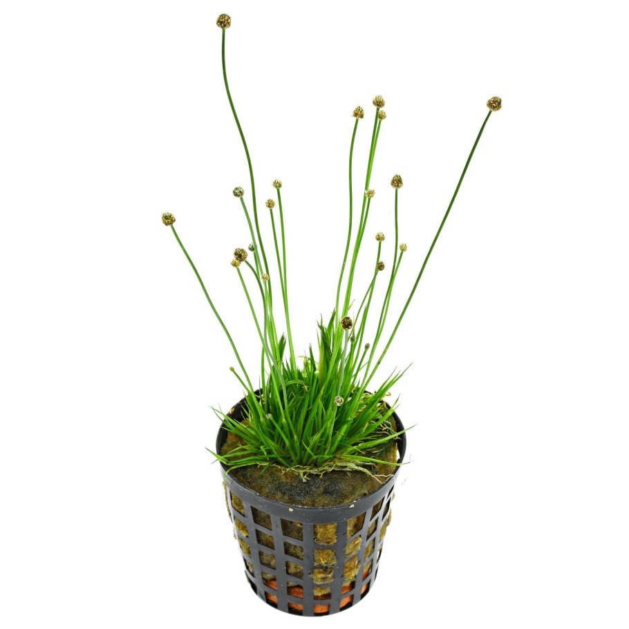 Эриокаулон Кимберли