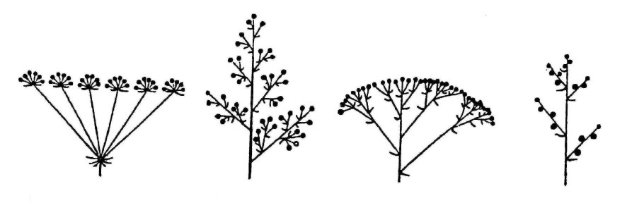 Мята перечная