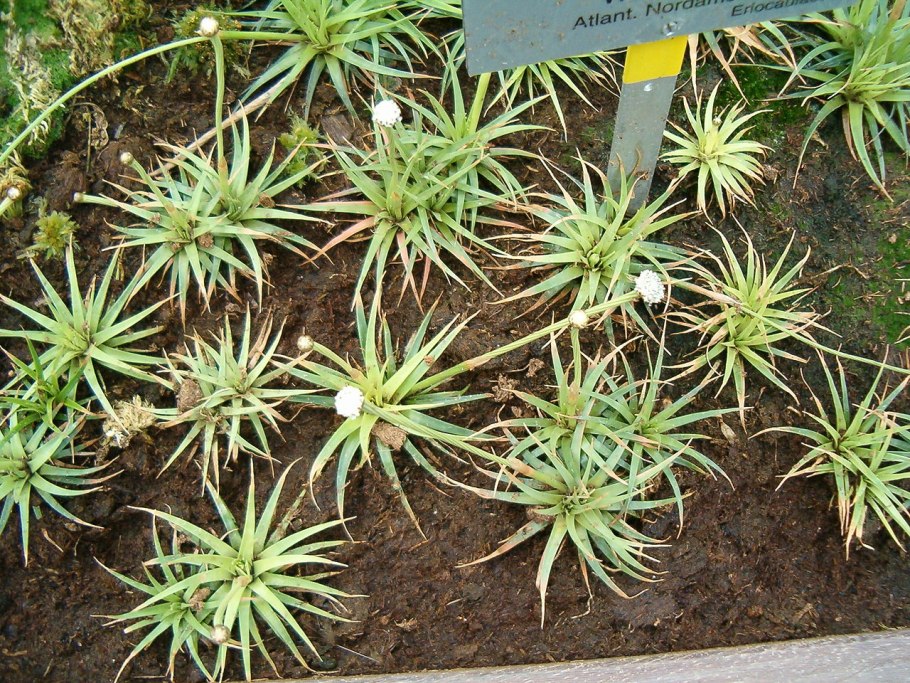 Шерстостебельник Комарова