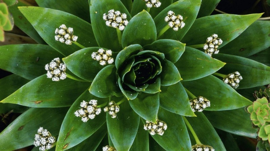 Эриокаулон синериум