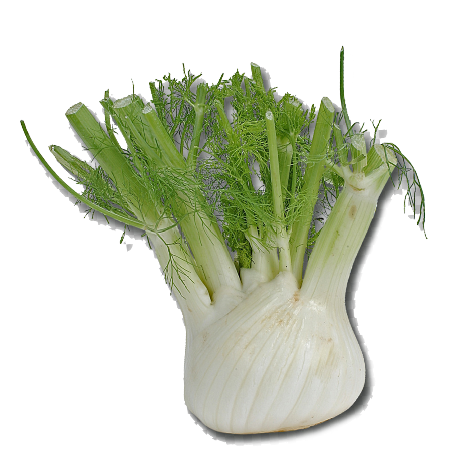 Укроп зонтик