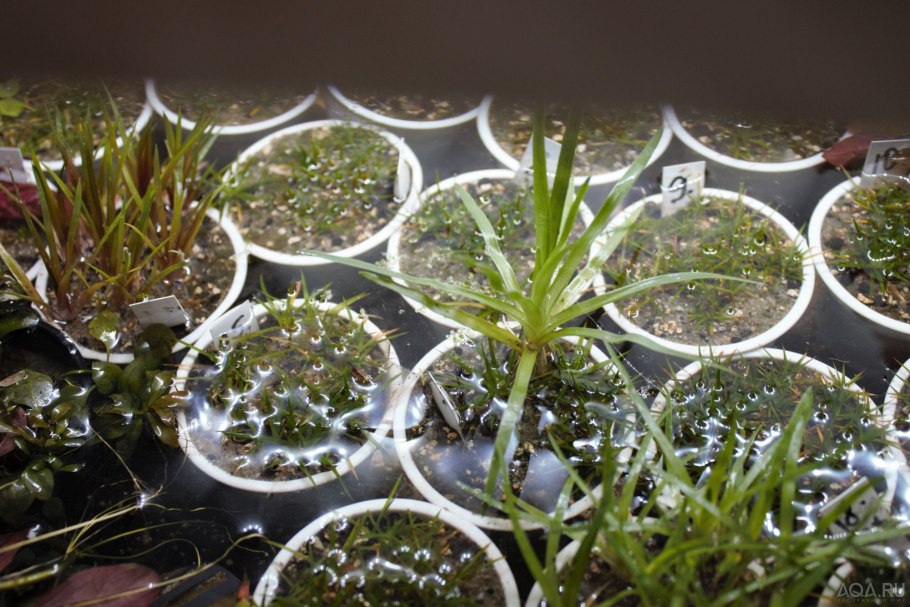 Рис соцветие метелка