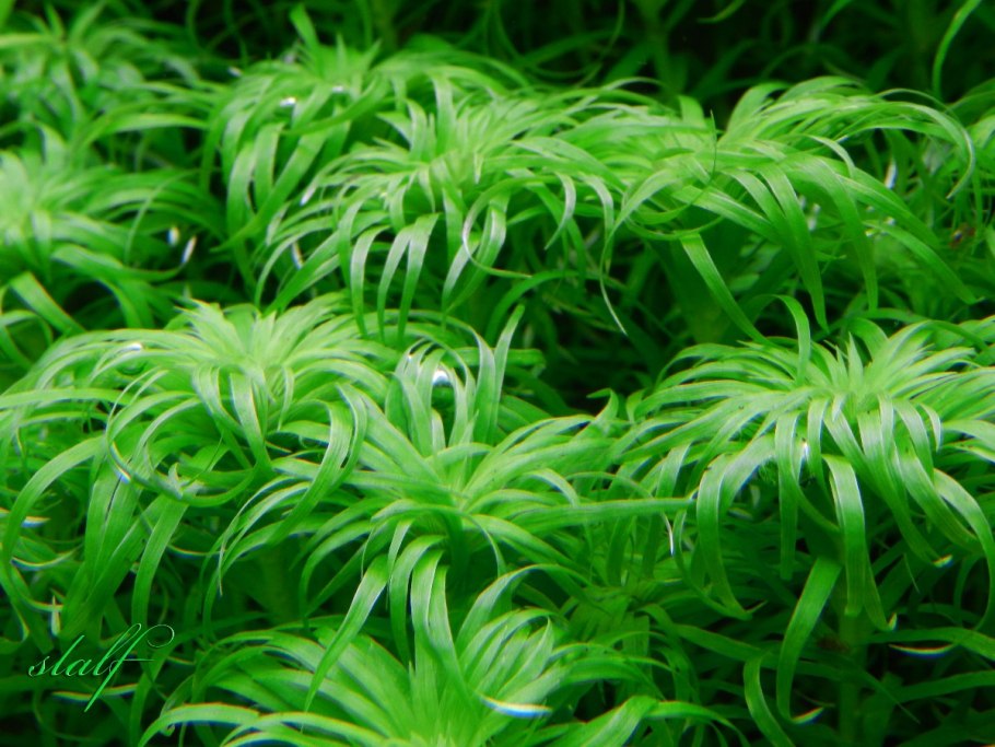 Eriobotrya Coppertone