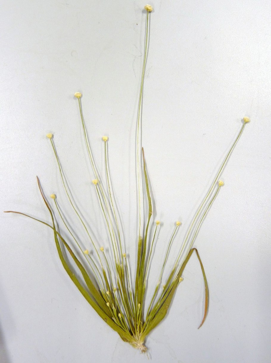 Eriocaulon komarovii