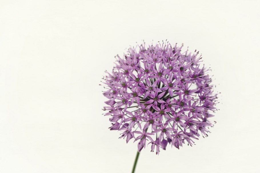 Аллиум цветок белый