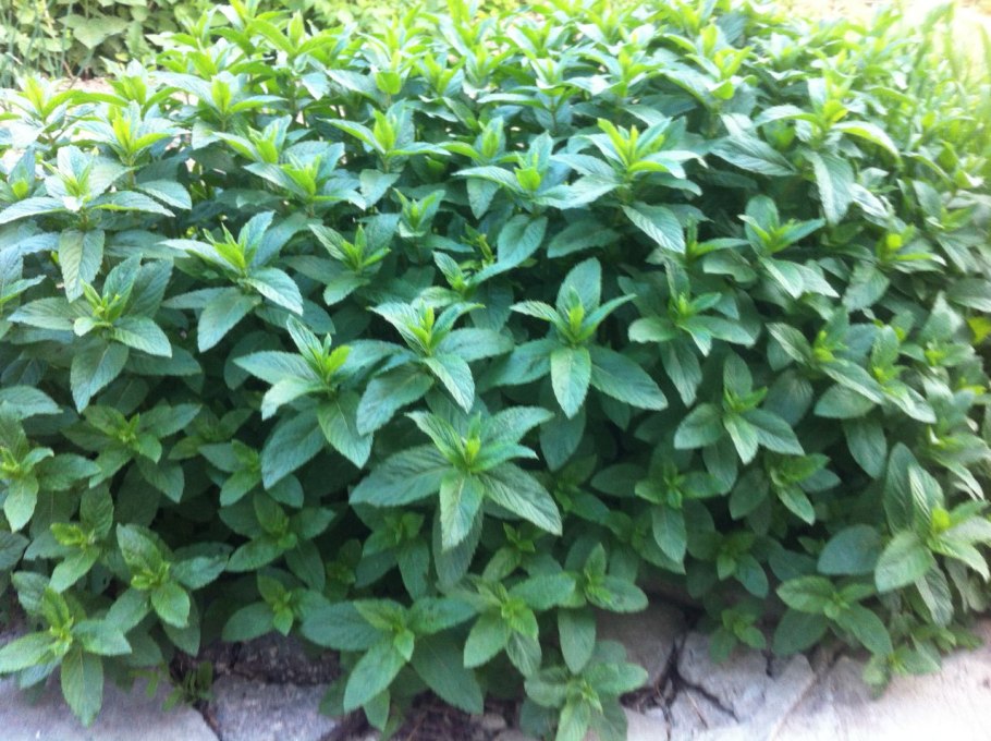 Зонтичные растения на белом фоне