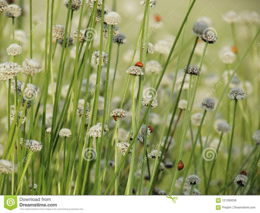 Эриокаулон аквариумное растение