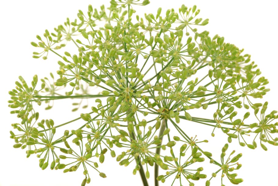 Фенхель зелень