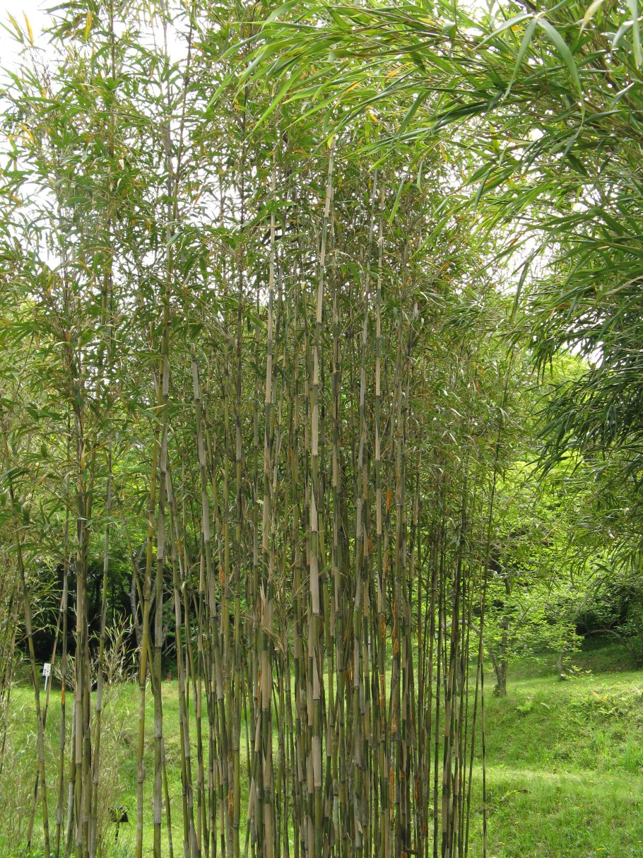 Гипсофила метельчатая (Gypsophila paniculata)